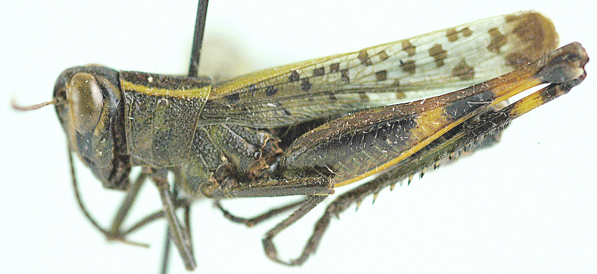 Heteracris herbacea (Serville, 1838): lateral view. (Otu).