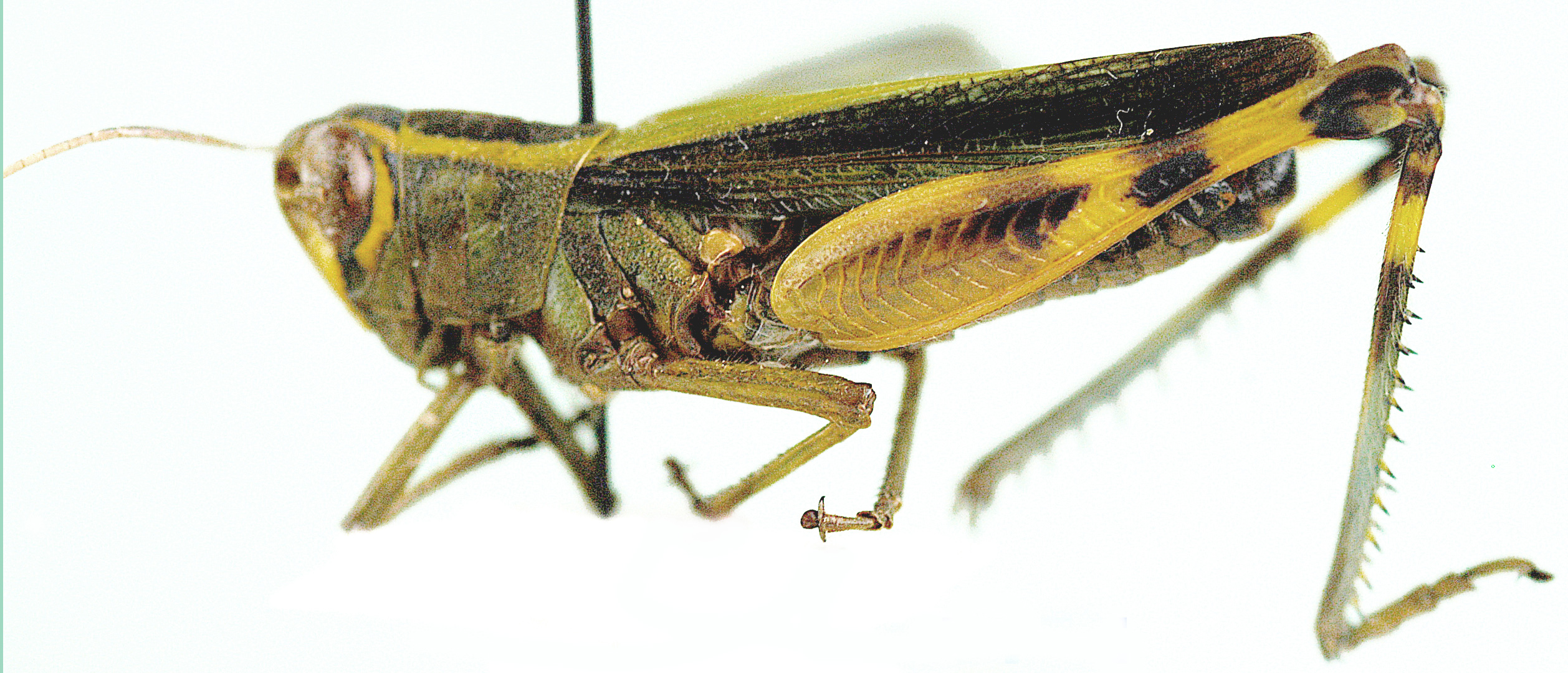 Heteracris zulu Grunshaw, 1991: lateral view. (Otu).