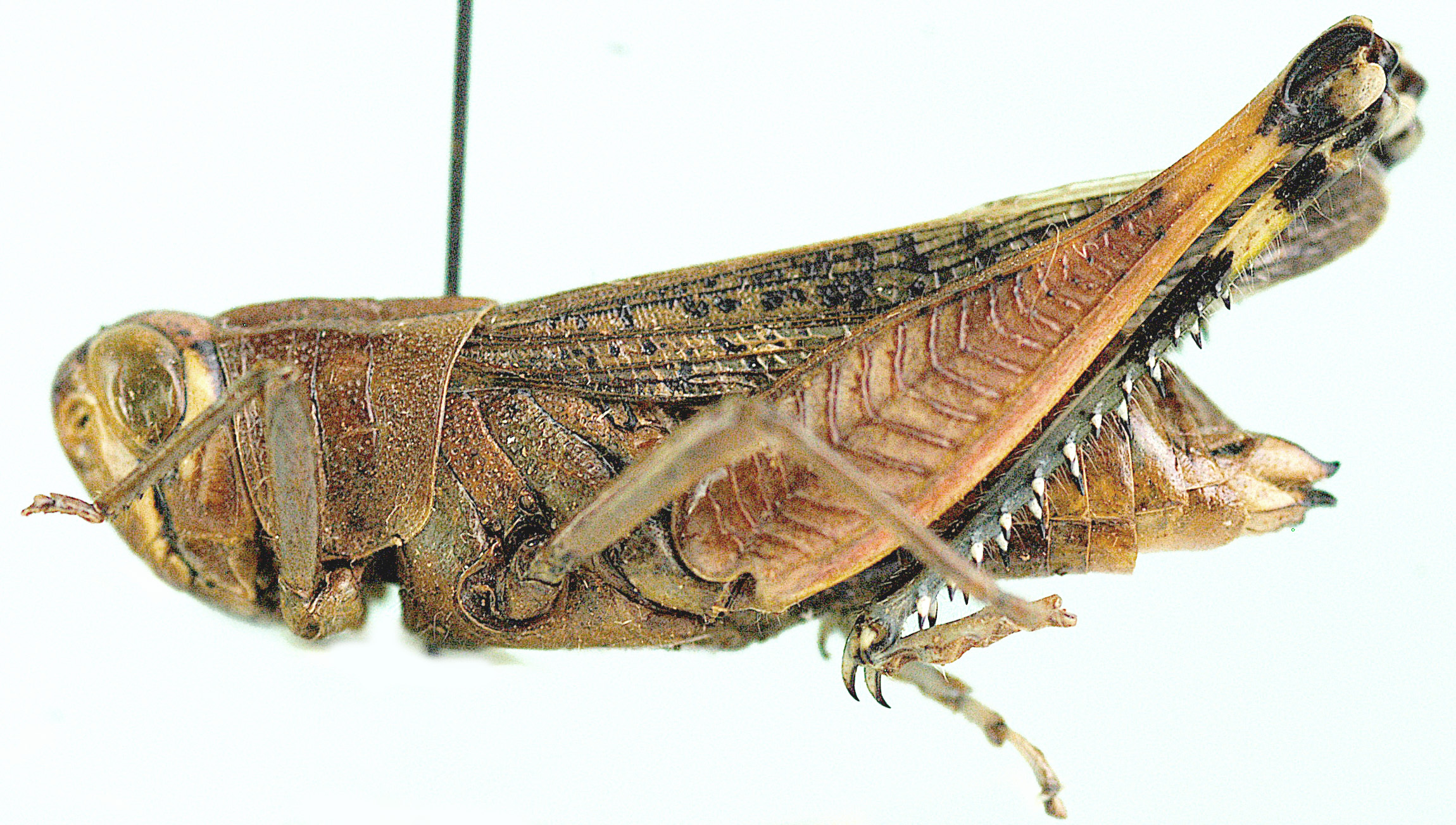 Heteracris calliptamoides calliptamoides Uvarov, 1921: female, lateral view. (Otu).