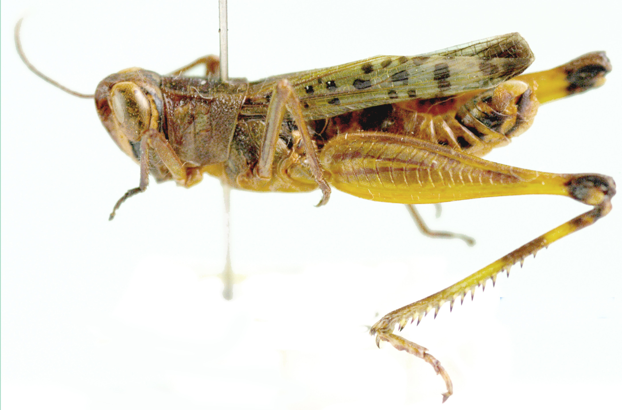 Heteracris calliptamoides testacea Grunshaw, 1991: as Heteracris testacea. lateral view. (Otu).