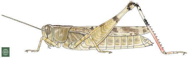 Heteracris annulosa Walker, 1870: Page 121, Figure 4. female habitus. (Otu).