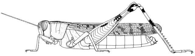 Heteracris harterti (Bolívar, 1913): Page 123, Figure 1. female habitus. (Otu).