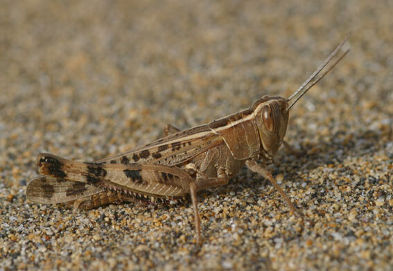 Heteracris littoralis (Rambur, 1838): individual from Gran Canaria (Canary Islands). (Otu).