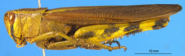 CollectionObject 1570323; 6d896b4f-b2a3-44b8-ae22-f870e6866a22: female, lateral view (paralectotype). (CollectionObject).