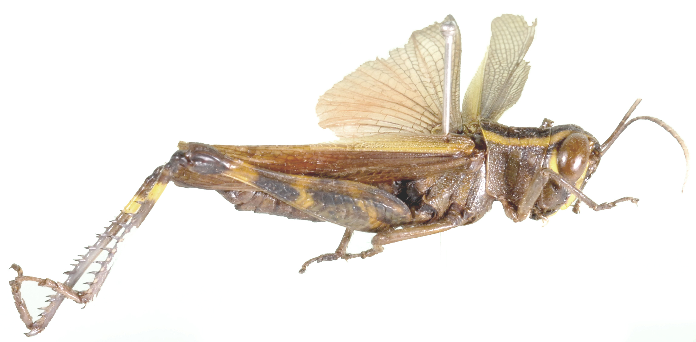 Heteracris coerulipes (Sjöstedt, 1910): lateral view. (Otu).