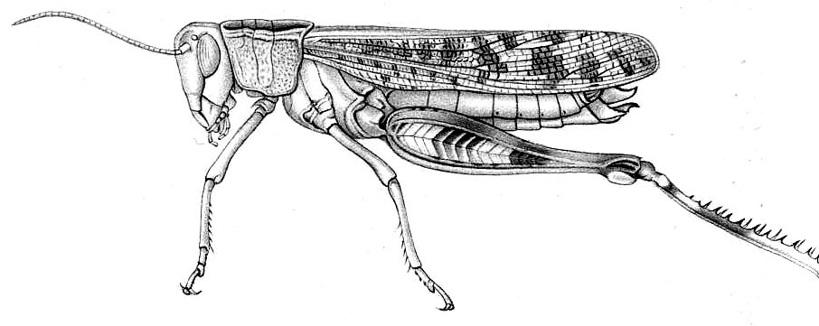 Heteracris guineensis (Krauss, 1890): Pl. XLV, Fig. 6 A. female (var. maculosa; pronotum length 8 mm, tegmina 32-34 mm, hind femora 25-27 mm). (Otu).