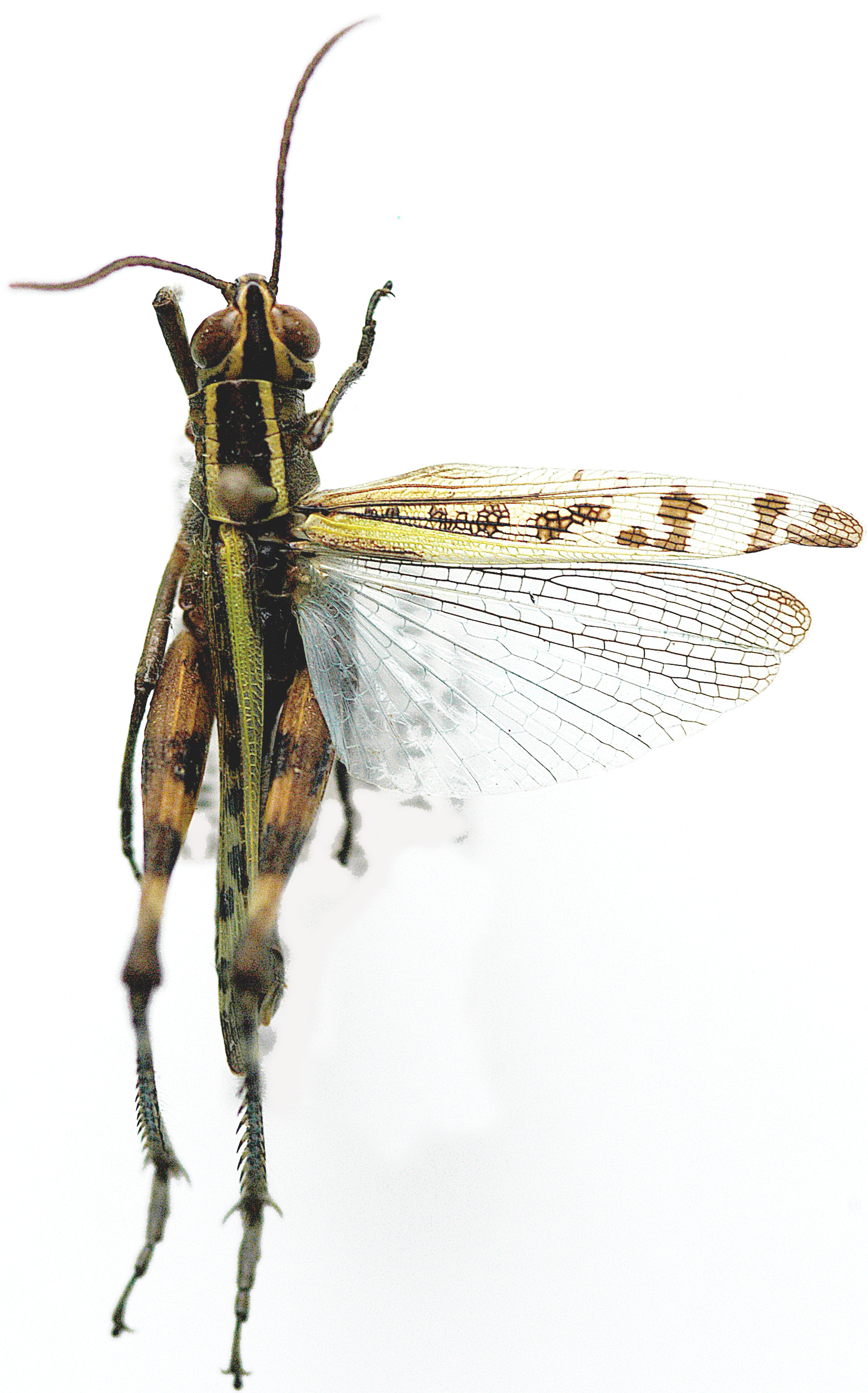 Heteracris prasinata (Stål, 1876): dorsal view. (Otu).