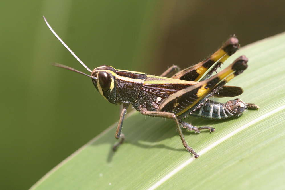 Heteracris trimaculata Grunshaw, 1991: male (Tanzanaia, North Pare, Mt Kindoroko, 1750m, forest edge). (Otu).