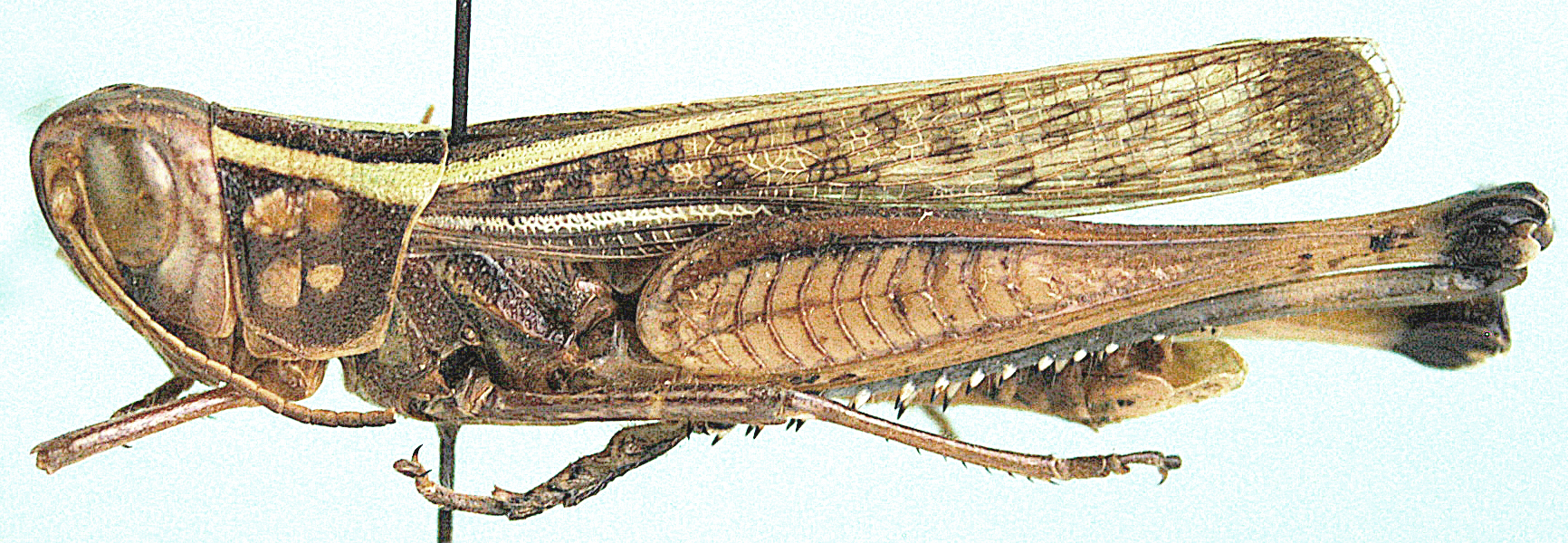 Cataloipus cognatus (Walker, 1870): male, lateral view. (Otu).