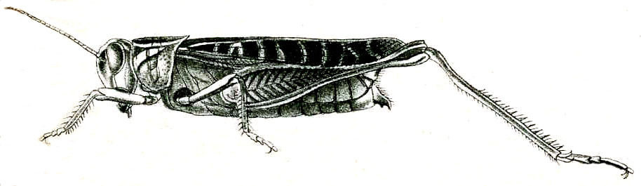 Tylotropidius varicornis (Walker, 1870): Pl. V, Fig. 57. female habitus (Tylotropidius ceylonicus). (Otu).