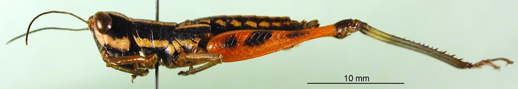 CollectionObject 1501206; 4c08f1e0-2238-4be7-9c03-032b09d54e69: female, lateral view (holotype). (CollectionObject).