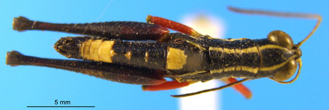 CollectionObject 1505450; 44f1a2b5-d1de-4399-ad81-8f686d5ad3d4: male, dorsal view. (CollectionObject).