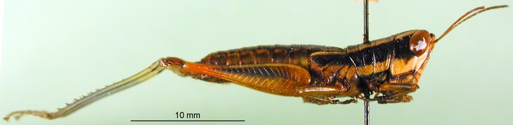 CollectionObject 1576261; 070ca2ea-a2dc-4e2a-abb8-4bca1ef3e672: female, lateral view (paratype). (CollectionObject).