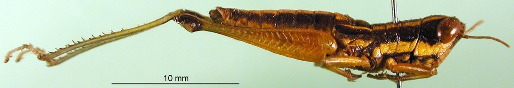 CollectionObject 1501209; 3234b7b1-fbb6-403c-8cf5-698c8dd31aff, DORSA BA000521S01: male, lateral view (holotype). (CollectionObject).