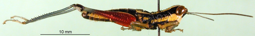 CollectionObject 1501210; 67a330e0-692e-4196-ad06-4534d758a6f9, DORSA BA000518S01: male, lateral view (holotype). (CollectionObject).