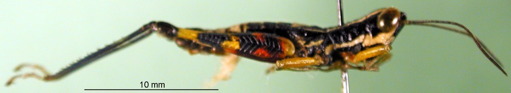 CollectionObject 1501211; 0a3eb5b9-ff84-41a1-8013-687ff5c28d65, DORSA BA000516S01: male, lateral view (holotype). (CollectionObject).