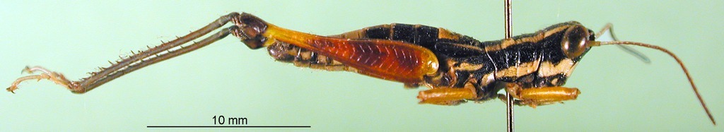 CollectionObject 1501212; de09b5ed-a58b-483f-9c96-b9f1190ed54c: male, lateral view (paratype). (CollectionObject).