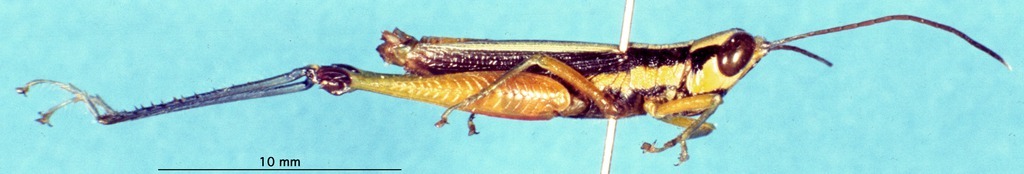 CollectionObject 1507067; 3621f328-16e1-46b8-961d-108e0bfd30bd: male, lateral view (holotype). (CollectionObject).