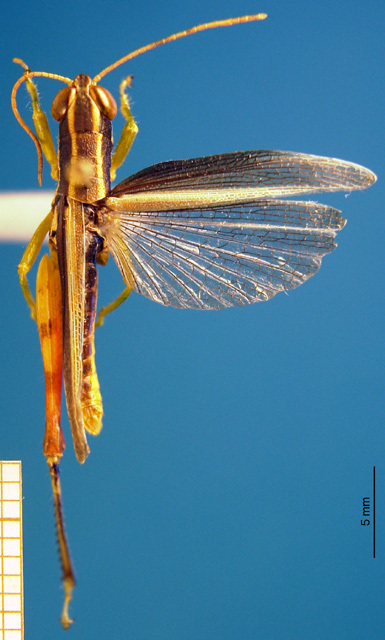 CollectionObject 1521403; 2c81fd0a-613f-42f0-a3f0-137d919d9208: male, dorsal view, holotype. (CollectionObject).