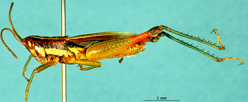 CollectionObject 1503817; 95bb0490-2db6-4b2d-bf24-4861daabc371: male, lateral view (holotype). (CollectionObject).
