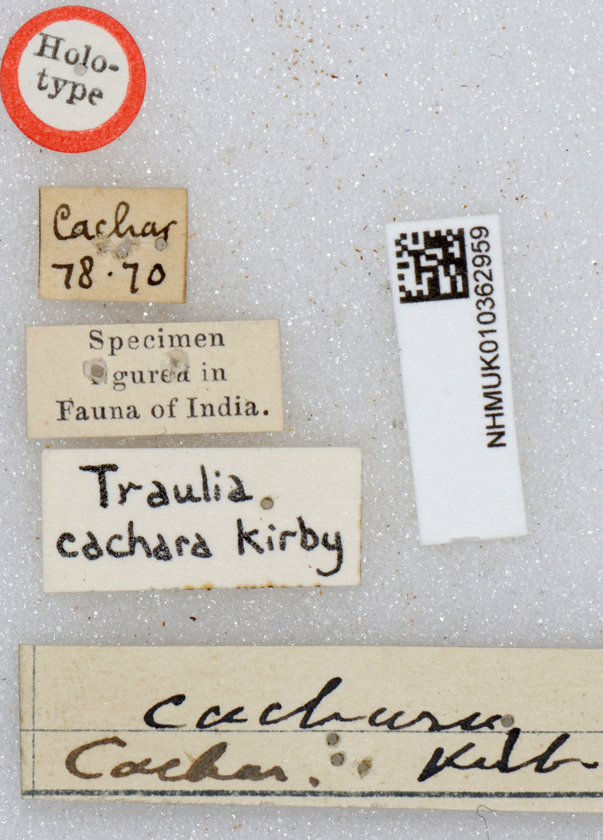 CollectionObject 1519592; cb84d052-5201-46f4-ab06-b715dc5bb594: labels (holotype). (CollectionObject).