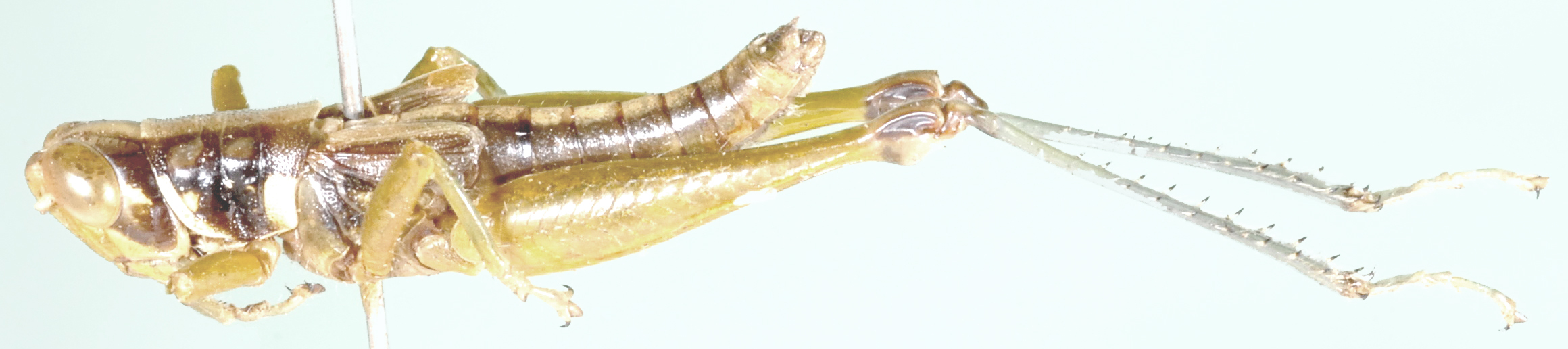 Caryanda modesta (Giglio-Tos, 1907): as Dibastica modesta. male, lateral view. (Otu).
