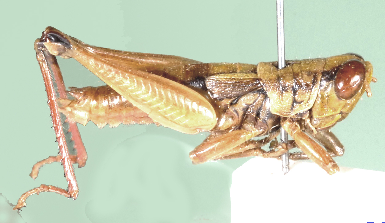 Caryanda spuria (Stål, 1861): lateral view. (Otu).