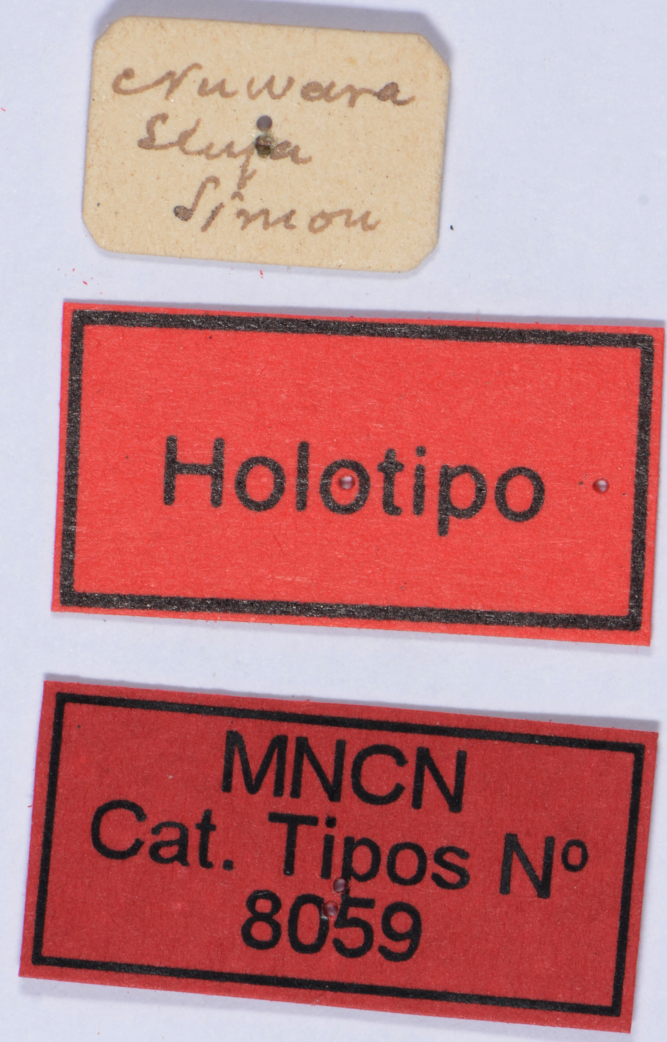 CollectionObject 1535781; 7e782d13-0ff6-491c-b1dd-c2fc7c4ba90b: labels (holotype of Cledra simoni). (CollectionObject).