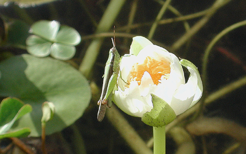 Gesonula mundata mundata (Walker, 1870): (Otu).
