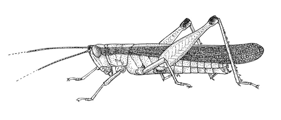 Gesonula mundata pulchra (Rehn, 1909): Fig. 14 (after type). female habitus (Quilta pulchra, pronotum length 4.7 mm, tegmen 20). (Otu).
