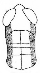 Lemba bituberculata Yin & Liu, 1987: Fig. 7. male head and pronotum, dorsal view. (Otu).