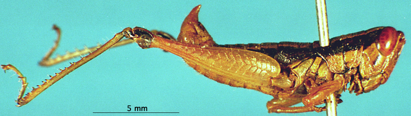 CollectionObject 1503819; a99db073-ce7f-41a3-81db-84f5812c3a01: male, lateral view (holotype). (CollectionObject).