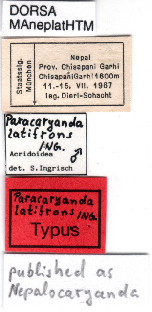 CollectionObject 1521409; 08b38882-599e-491d-9735-4870228b4bea: labels (holotype). (CollectionObject).