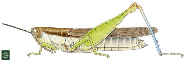 Oxya cyanoptera Stål, 1873: Page 97, Figure 8. female habitus. (Otu).