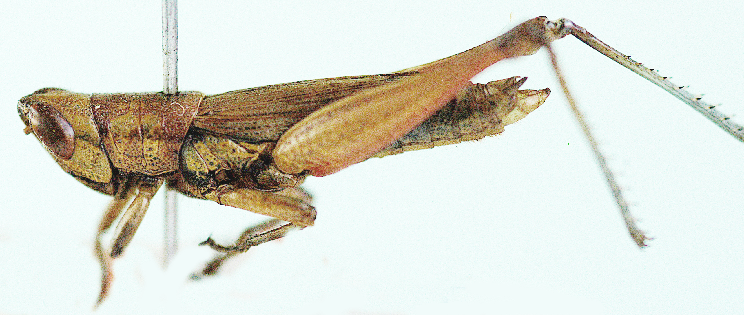 Oxya glabra (Ramme, 1929): male, lateral view. (Otu).