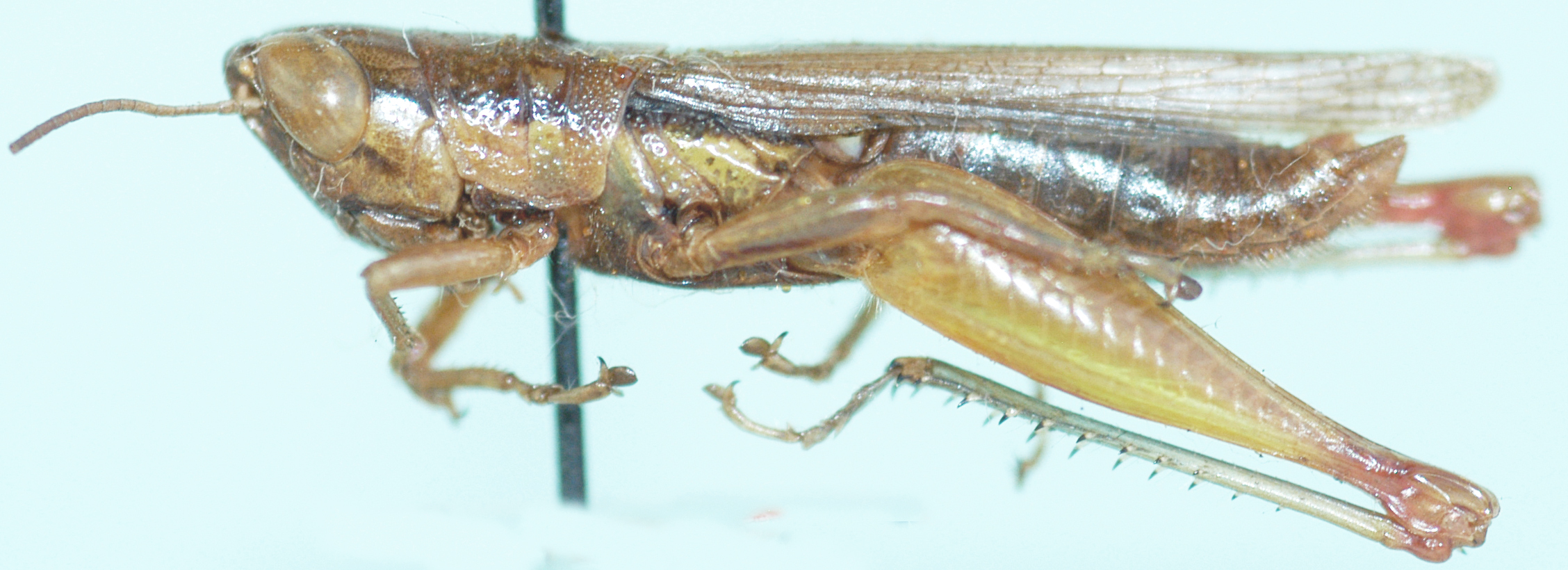 Oxya oxyura Uvarov, 1953: male, lateral view. (Otu).