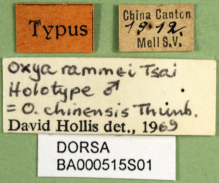 CollectionObject 1501458; 7c6d6bd1-4fa2-4395-80c7-8c395c1009c2, DORSA BA000515S01: labels (holotype). (CollectionObject).
