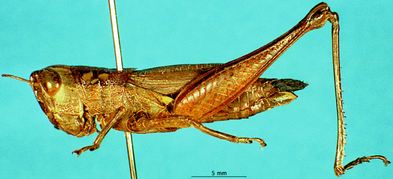 CollectionObject 1504000; edc0e298-3656-4dba-8aa7-e2b4a55a171e: female, lateral view. (CollectionObject).