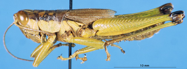 CollectionObject 1537584; ceeb32a9-b784-42d6-8bd1-f5f4eca0e723: male, lateral view (lectotype of Oxya podisma). (CollectionObject).