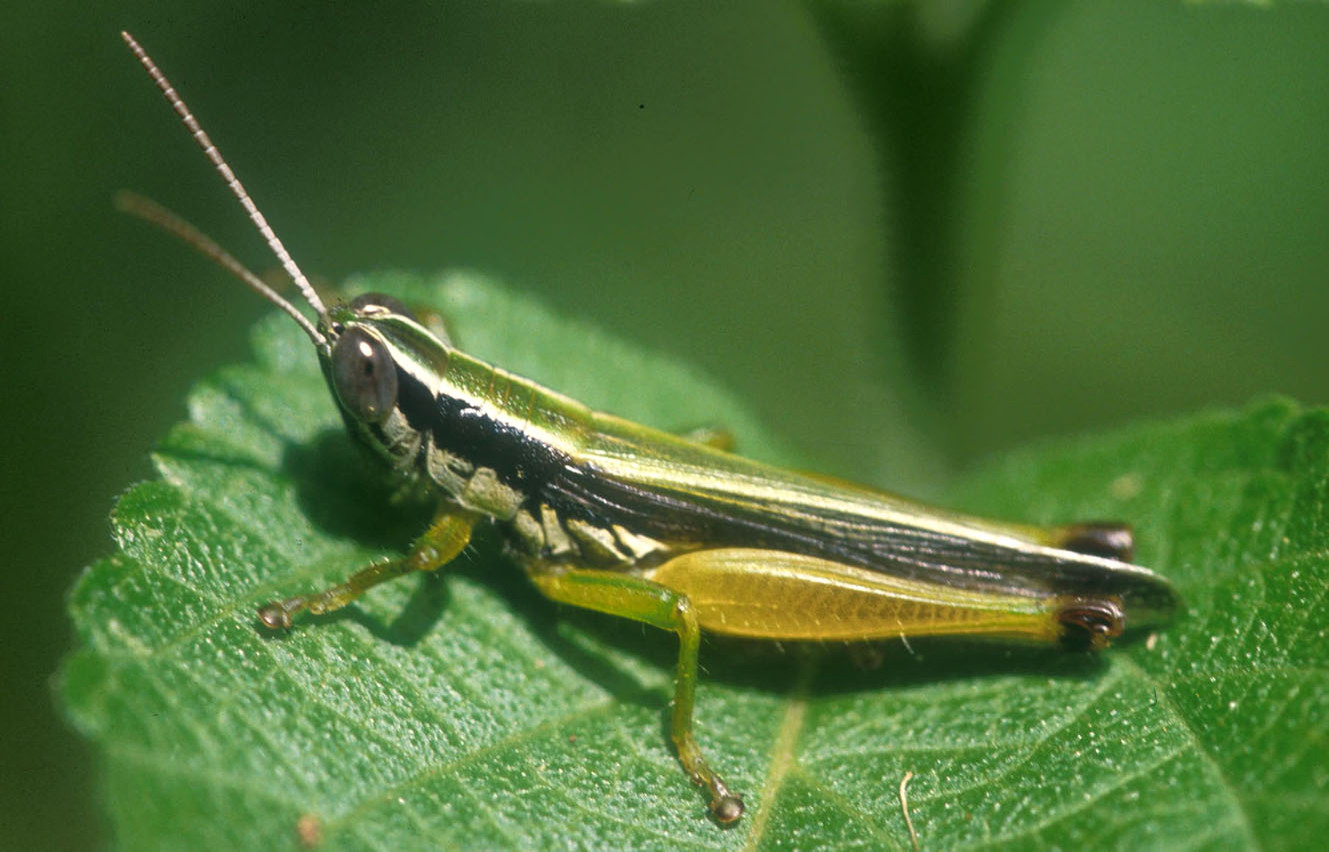 Oxya hyla Serville, 1831: male from Mt. Kilimanjaro. (Otu).