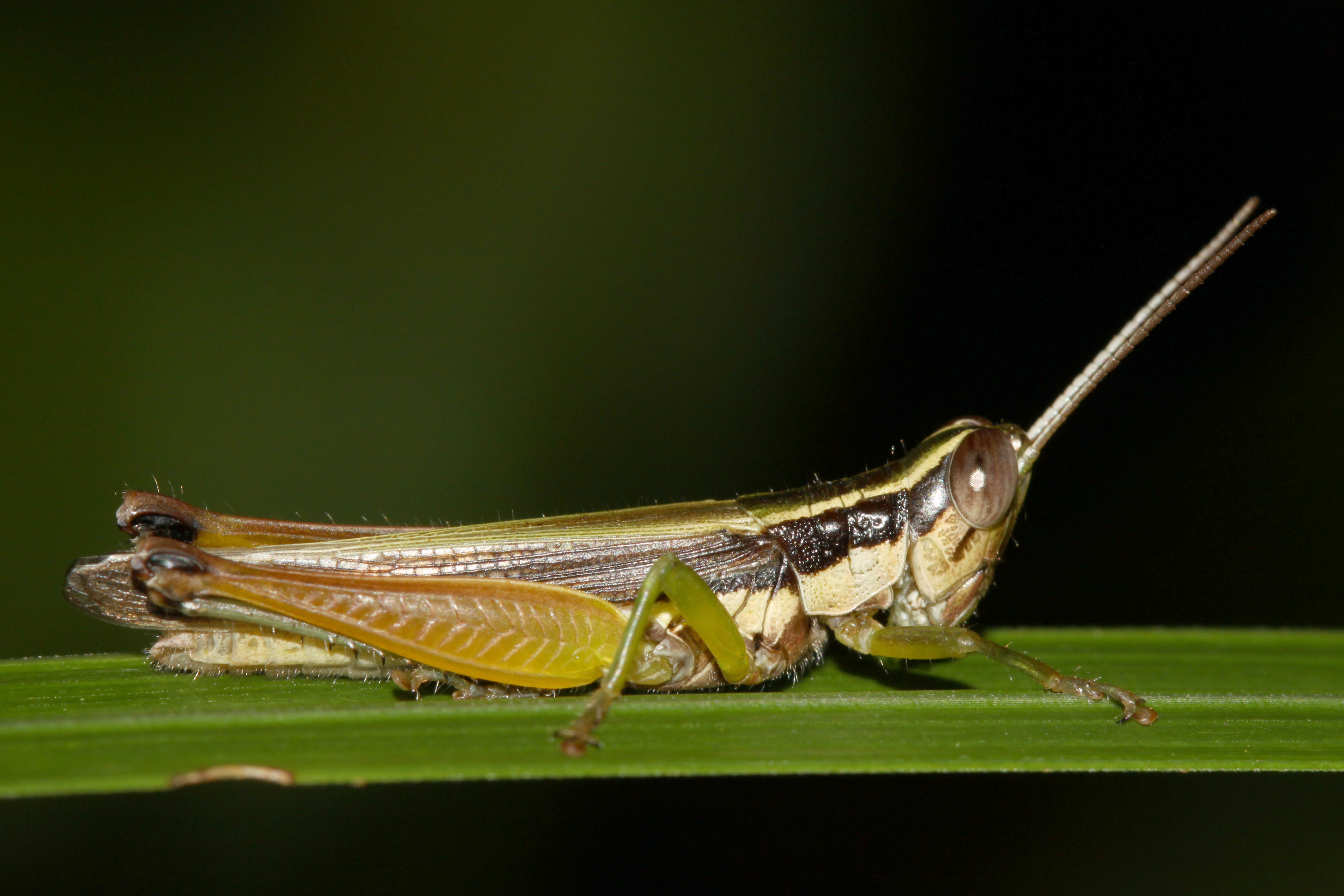 Oxya intricata (Stål, 1861): male (Siargao Island, 14 October 2018). (Otu).