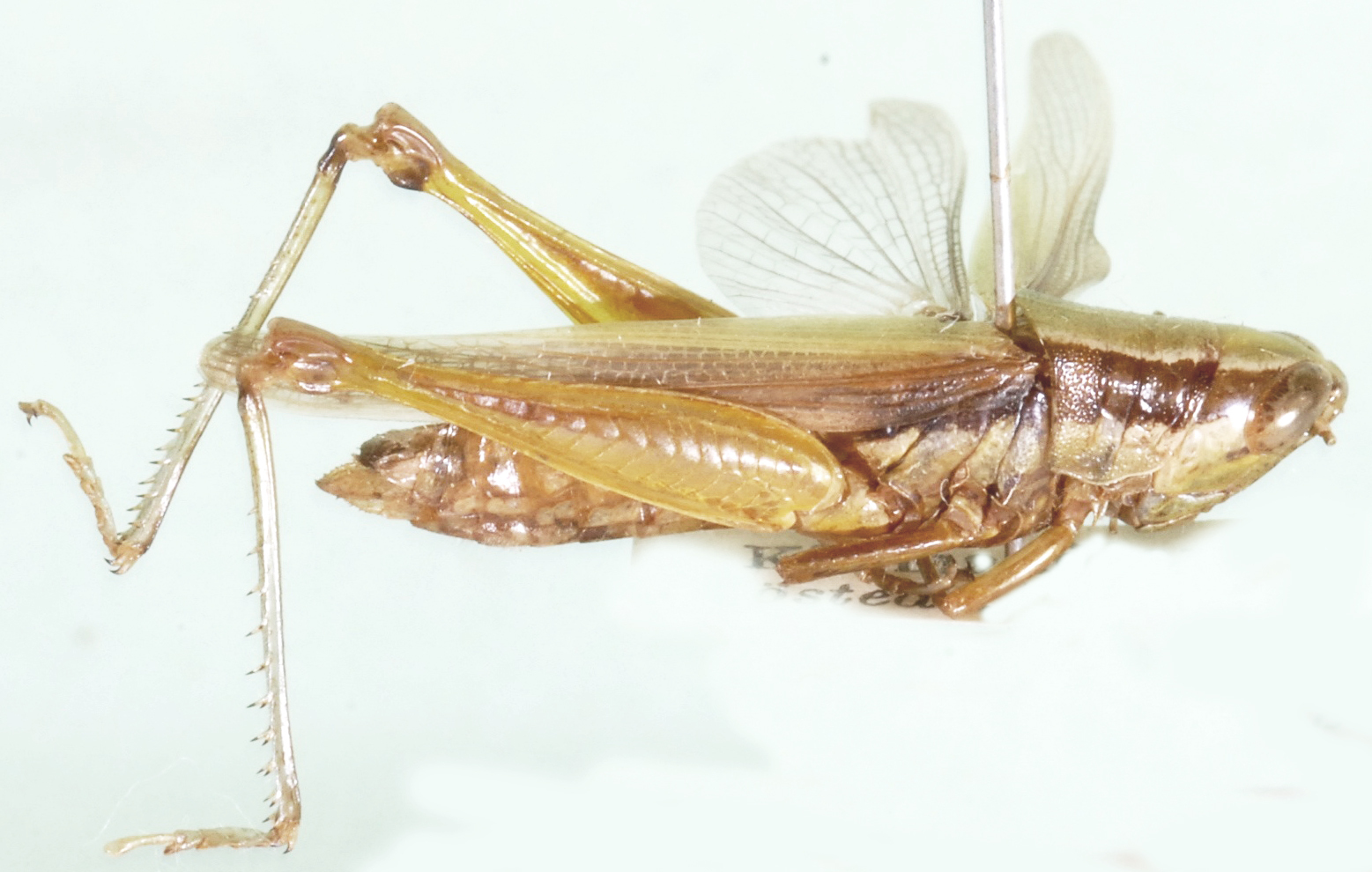 Oxya serrulata minor Sjöstedt, 1910: lateral view. (Otu).