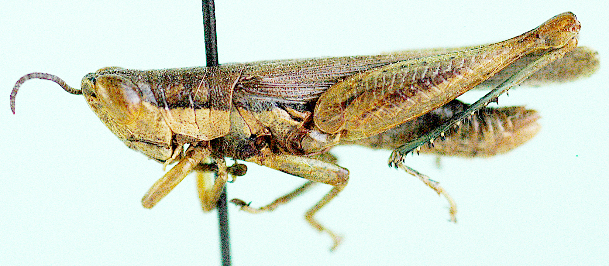Oxya cyanipes (Karny, 1907): male, lateral view. (Otu).