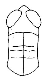 Pseudoxya diminuta (Walker, 1871): Fig. 1. male head and pronotum, dorsal view. (Otu).