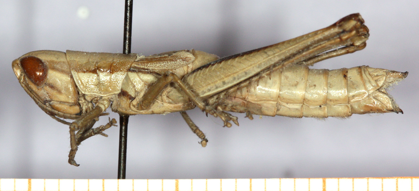 CollectionObject 1499592; 1de2084b-ea61-4e7f-8a87-4f44705f0026: female, lateral view (Tolgadia brachyptera). (CollectionObject).