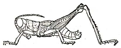 Badistica bellula Karsch, 1891: male (body length 17 mm). (Otu).