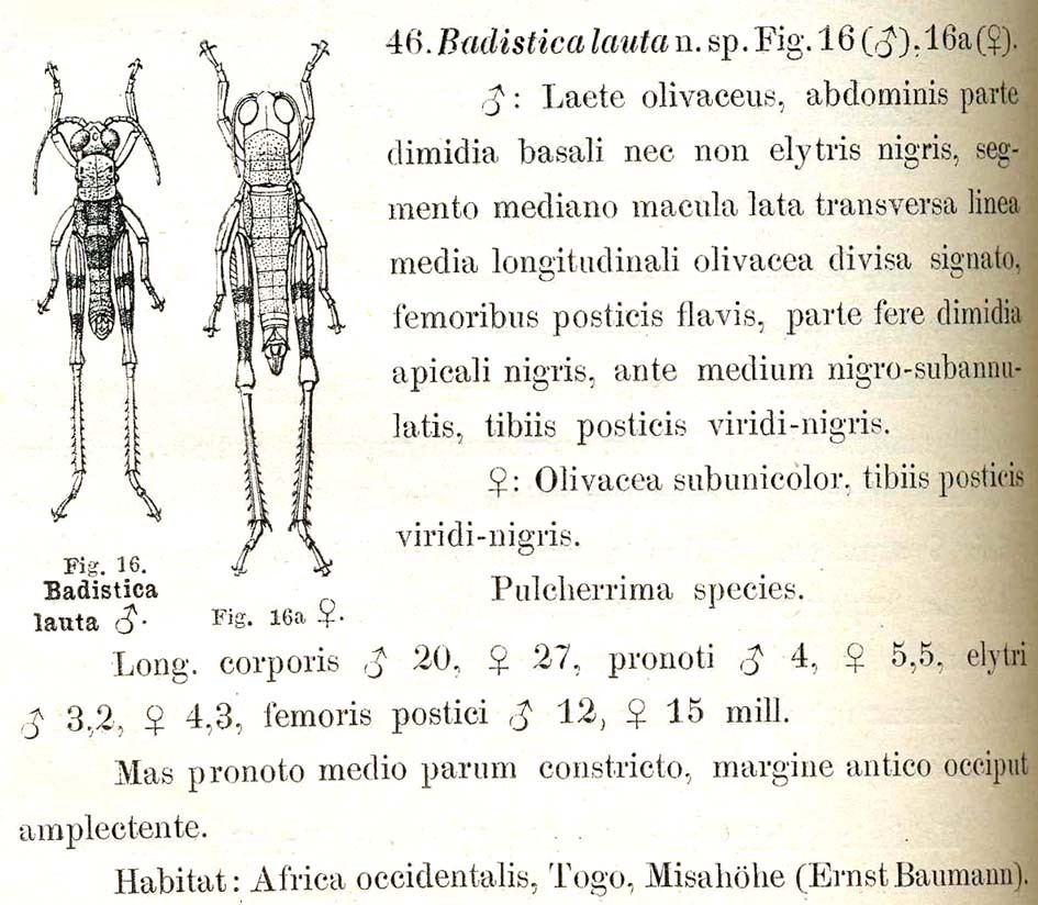 Badistica lauta Karsch, 1896: p. 282. original description. (Otu).