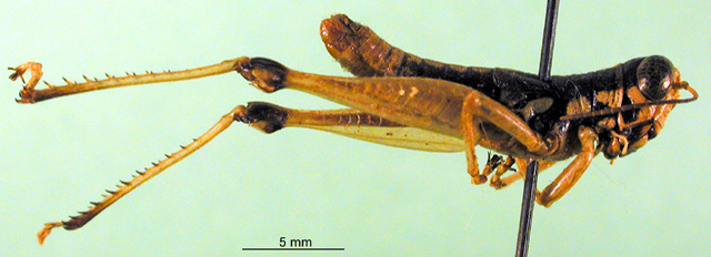 CollectionObject 1500307; 9d477ce1-0e62-4f77-aa9b-dbc782b852e6: male, lateral view (syntype). (CollectionObject).