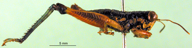 CollectionObject 1502262; 3095863a-cfc7-4672-8e9c-cd5d0179c7e9: male, lateral view (paratype). (CollectionObject).