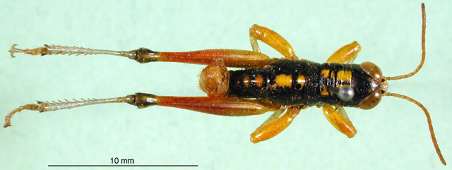 CollectionObject 1501472; 31fc4695-abdb-4f00-820e-e76a5e635e94, DORSA BA000806S01: male, dorsal view (holotype). (CollectionObject).